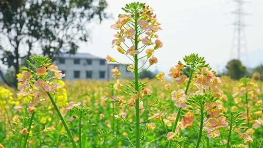 油菜花春天油菜花海油菜花田菜花花海