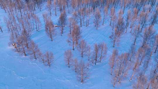 冬季雪地中树木林立的唯美景象