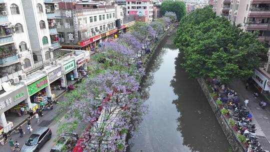 中国广东省广州市海珠区石溪涌蓝花楹