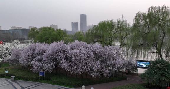 洛阳植物园樱花万物复苏春天公园道路航拍