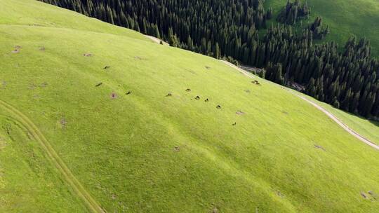 新疆伊犁大草原吃草的马