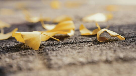 秋天 银杏 树叶飘落