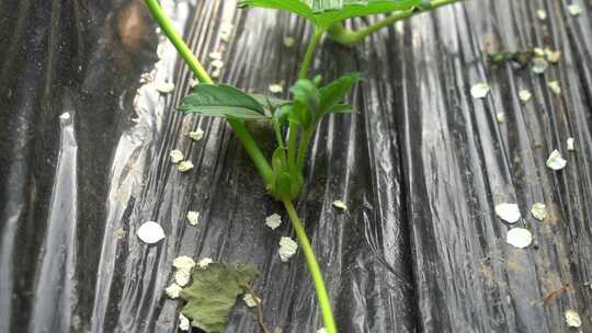 草莓叶 草莓幼苗 草莓种植 红梅 植物 水果