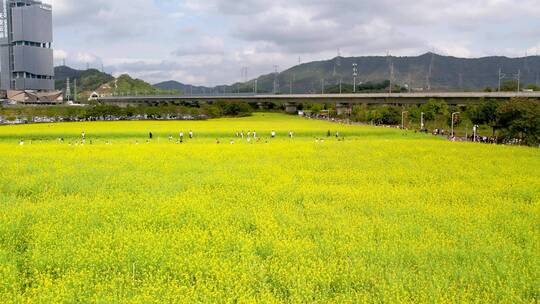 油菜花地高铁航拍