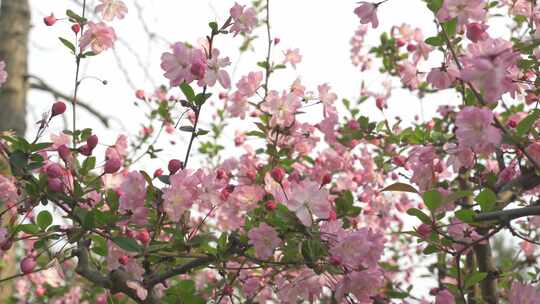 春天，苏州园林耦园，海棠花盛开
