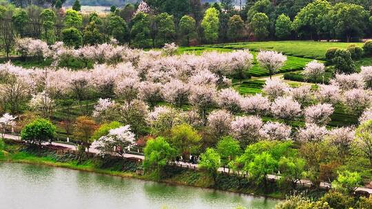 凤凰沟樱花4