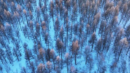 航拍大兴安岭雪原雪林