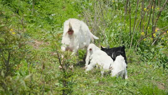春天雌性山羊带着小羊羔觅食
