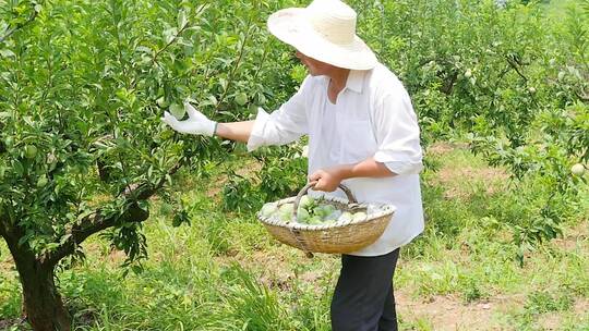 青奈李采摘