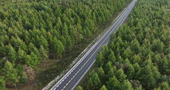 穿过森林的道路俯瞰航拍