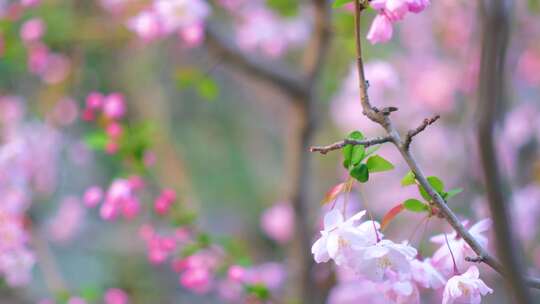 春天花朵樱花盛开植物风景视频素材