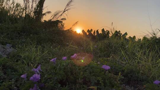 4K高清夕阳逆光下的芦苇草随风摇摆