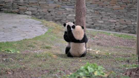 嬉闹的大熊猫幼崽