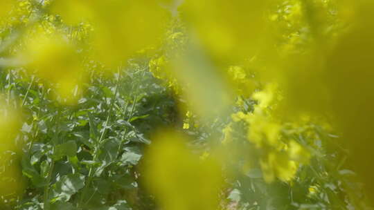 春天农村油菜花海蜜蜂采蜜