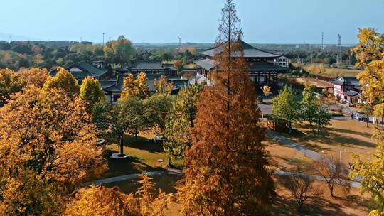 航拍南京江北新区汤泉镇惠济寺千年古银杏树