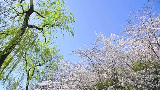 春天盛开的樱花树与阳光逆光满画幅