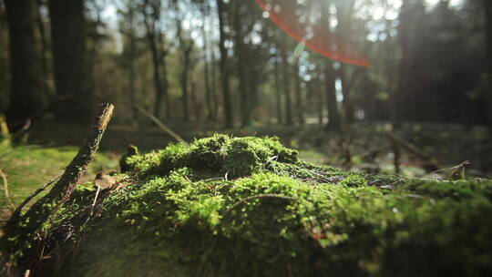 森林微距慢镜头