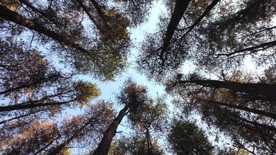 中国广东省佛山市顺德伦教水杉