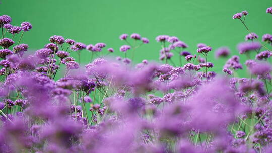 绿幕紫色花海 抠像素材视频素材模板下载