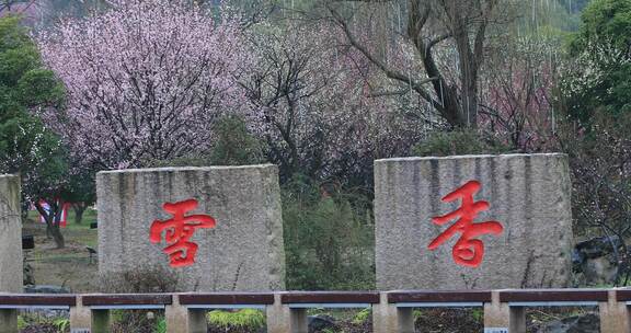 苏州香雪海春天梅花