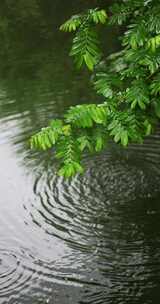 雨水雨滴落在湖面溅起水花波纹竖版竖屏