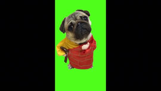绿幕-动物-穿袈裟的狗视频素材模板下载