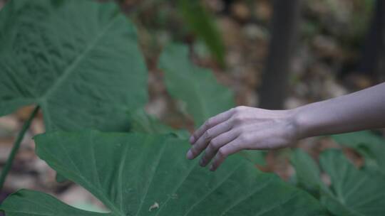 女孩伸手抚摸植物叶子手部特写4k视频素材
