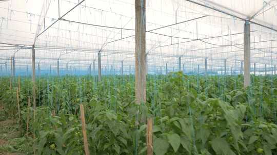 新农村新农业成片的塑料大棚种植基地（1）
