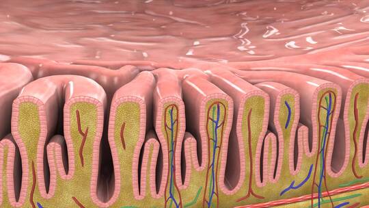 胃襞黏液层壁细胞主细胞小凹型细胞HCI4