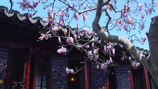 苏州园林春季窗景 耦园玉兰花 苏州春节