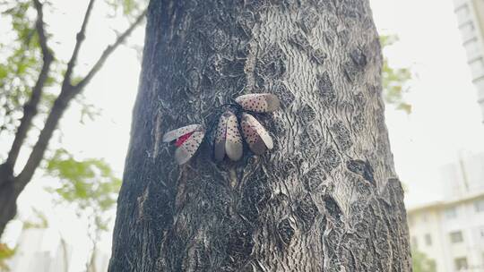 树干昆虫