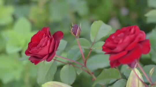 美丽的玫瑰花视频素材模板下载