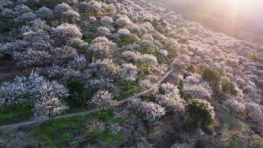 航拍福州永泰青梅花（葛岭万石村）31