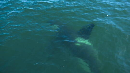 巨大的虎鲸在大海里遨游