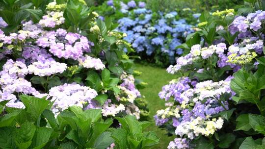 绣球花花园公园绿植植物园