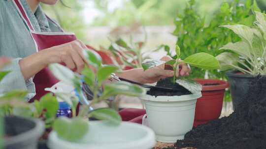 盆栽种植养护鲜花视频素材模板下载