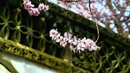 春天中式古建筑前盛开的海棠花樱花