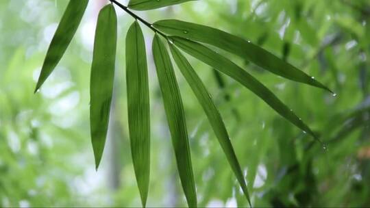 雨中的竹叶