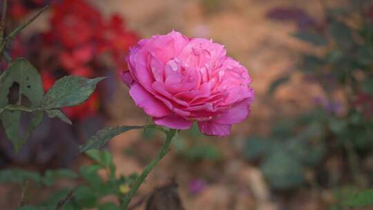 月季花花朵花瓣特写视频素材模板下载