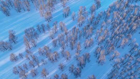 冬季雪地中树木林立的唯美景象