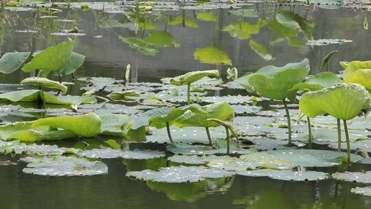 荷叶特写水面池塘河塘水产