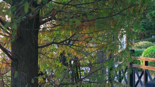 广州海珠湖公园落羽杉秋色红叶自然风光视频素材模板下载