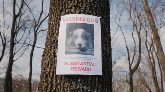 树上挂着澳大利亚牧羊犬失踪海报视频素材模板下载
