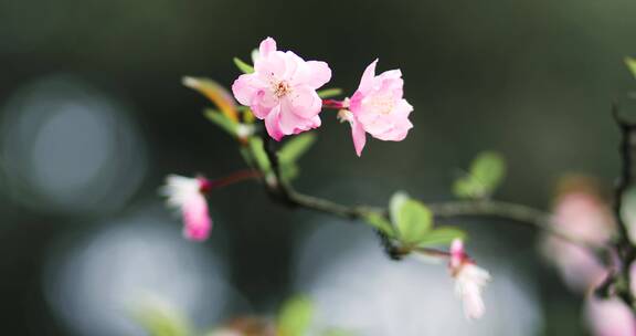 西湖海棠花