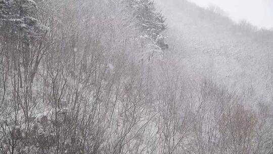 漫天飞雪大雪封山