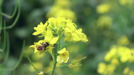 在油菜花上采蜜的蜜蜂视频素材模板下载