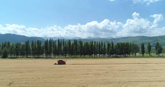新疆天山脚下农业丰收收割机在麦田工作
