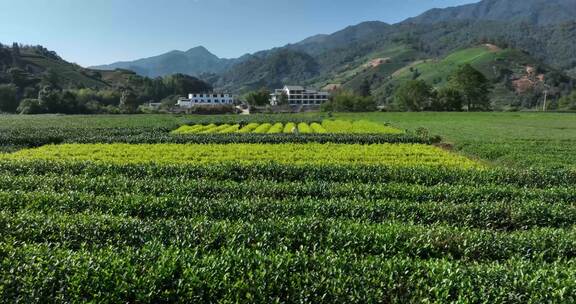 茶叶茶园武夷山茶庄大自然茶园