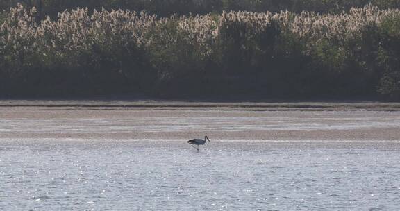 浙江杭州富春江钱塘江江边滩涂候鸟水鸟空镜