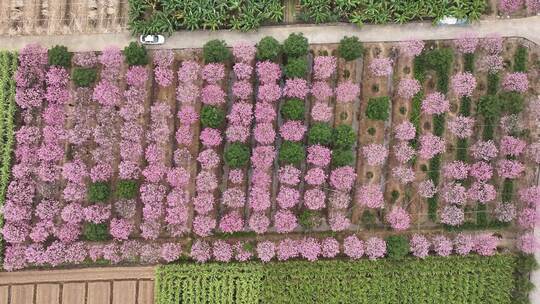 广东省广州市南沙马克村紫花风铃